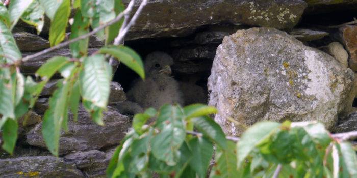 Des Faucons Dans Nos Murs